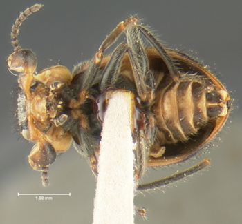 Media type: image;   Entomology 24212 Aspect: habitus ventral view